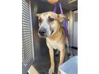 Adopt MIGUEL a Black Mouth Cur, Mixed Breed
