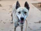 Adopt SPROUT a Australian Kelpie, Mixed Breed