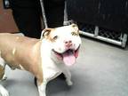 Adopt NEO a Pit Bull Terrier