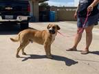 Adopt BOOKER a Black Mouth Cur, Mixed Breed