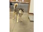 Adopt RONNIE a Husky, Mixed Breed