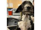 Adopt NIMBUS a German Wirehaired Pointer, Mixed Breed
