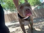 Adopt PEPPERIDGE a Pit Bull Terrier, Mixed Breed