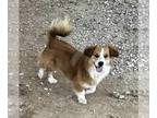 Pembroke Welsh Corgi-Spaniel Mix DOG FOR ADOPTION RGADN-1266635 - Marshall -