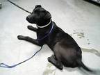 Adopt FENWICK a Pit Bull Terrier, Labrador Retriever
