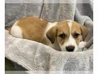 Labrenees DOG FOR ADOPTION RGADN-1266639 - Will- In Foster - Labrador Retriever