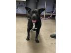 Adopt MARKHAM a Pit Bull Terrier, Mixed Breed