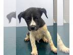 Borador DOG FOR ADOPTION RGADN-1266653 - DEVIN - Border Collie / Labrador