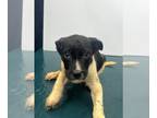 Borador DOG FOR ADOPTION RGADN-1266654 - DONNIE - Border Collie / Labrador