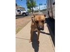 Adopt BRUIN a American Staffordshire Terrier, Mixed Breed