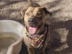 Adopt DIABLO a Pit Bull Terrier
