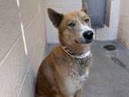 Adopt MARIO BRO a Siberian Husky, Australian Cattle Dog / Blue Heeler