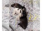 Huskies Mix DOG FOR ADOPTION RGADN-1266671 - OPHIR - Husky / Mixed (medium coat)