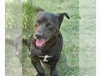 Dachshund-Labrador Retriever Mix DOG FOR ADOPTION RGADN-1266685 - KEVIN -