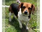 Beagle DOG FOR ADOPTION RGADN-1266696 - Flo Jo - At shelter available 6/7 -