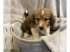 Labrenees DOG FOR ADOPTION RGADN-1266698 - Violet-In Foster - Labrador Retriever