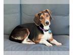Beagle Mix DOG FOR ADOPTION RGADN-1266700 - Chipper Jones - ADOPTED - Beagle /