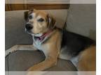 Beagle DOG FOR ADOPTION RGADN-1266701 - Dory - Medical Hold - Beagle (short