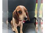Beagle DOG FOR ADOPTION RGADN-1266703 - Rosie - Medical Hold - Beagle (short