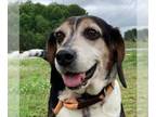 Beagle Mix DOG FOR ADOPTION RGADN-1266704 - Ziggy Pop - MEDICAL HOLD - Beagle /