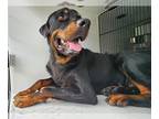Rottweiler Mix DOG FOR ADOPTION RGADN-1266714 - SHADOW - Rottweiler / Mixed