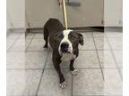 American Pit Bull Terrier DOG FOR ADOPTION RGADN-1266730 - A132326 - Pit Bull