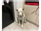 Mix DOG FOR ADOPTION RGADN-1266731 - A132331 - Husky (medium coat) Dog For