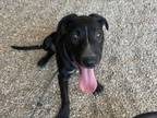 Adopt JIMMY a Labrador Retriever, Pit Bull Terrier