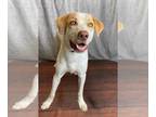 Lab-Pointer DOG FOR ADOPTION RGADN-1266763 - Biscuit - Labrador Retriever /