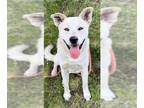 Labrador Retriever Mix DOG FOR ADOPTION RGADN-1266771 - *COMET - Labrador