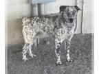 Australian Cattle Dog Mix DOG FOR ADOPTION RGADN-1266788 - A132378 - Queensland