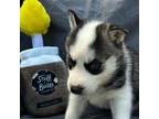 Siberian Husky Puppy for sale in Newfield, NJ, USA