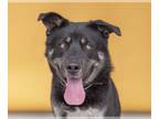 Huskies Mix DOG FOR ADOPTION RGADN-1266812 - ERNIE - Husky / Mixed (long coat)