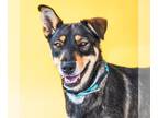 Doberman Pinscher-Huskies Mix DOG FOR ADOPTION RGADN-1266815 - SHADOW - Doberman
