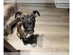 Boxer Mix DOG FOR ADOPTION RGADN-1266826 - NYX - Boxer / Mixed (medium coat) Dog