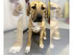 Bloodhound-German Shepherd Dog Mix DOG FOR ADOPTION RGADN-1266864 - A238257 -