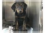 Labrottie DOG FOR ADOPTION RGADN-1266869 - A238281 - Labrador Retriever /