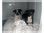 Staffordshire Bull Terrier Mix DOG FOR ADOPTION RGADN-1266882 - ANASTASIA -