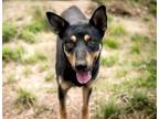 Adopt JAX* a German Shepherd Dog, Mixed Breed