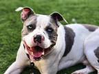 Adopt BRAXTON* a Pit Bull Terrier, Mixed Breed