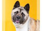 Akita Mix DOG FOR ADOPTION RGADN-1266897 - CINDY BRADY - Akita / Mixed Dog For