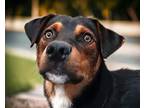 Adopt LAVA* a Rottweiler, Mixed Breed