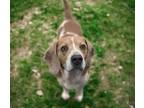 Adopt PRINGLE* a Beagle, Mixed Breed