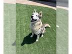 Mix DOG FOR ADOPTION RGADN-1266916 - BINGHAM - Husky (medium coat) Dog For