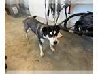 Siberian Husky Mix DOG FOR ADOPTION RGADN-1266917 - DELILAH - Siberian Husky /