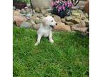 Labrador Retriever Puppy for sale in Woodburn, IN, USA