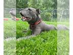 American Pit Bull Terrier Mix DOG FOR ADOPTION RGADN-1266965 - Irma - Pit Bull