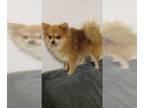 Pomeranian DOG FOR ADOPTION RGADN-1266974 - Sunny - Pomeranian (long coat) Dog