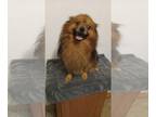 Pomeranian DOG FOR ADOPTION RGADN-1266975 - Flash - Pomeranian (long coat) Dog