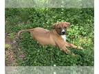 Boxer Mix DOG FOR ADOPTION RGADN-1267009 - Kurt - Boxer / Mixed (short coat) Dog